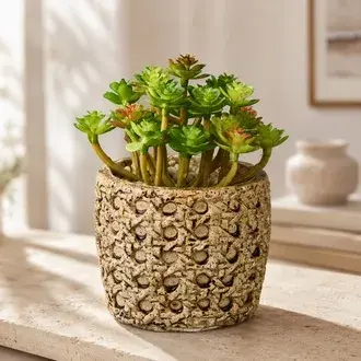Objevi Hasır Efekt Saksıda Sukulent - 7x8x8 cm
