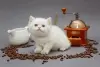 LaVital Tavuklu Kızılcık ve Kadife Çiçekli Kısırlaştırılmış Yetişkin Kedi Konservesi 85gr 8
