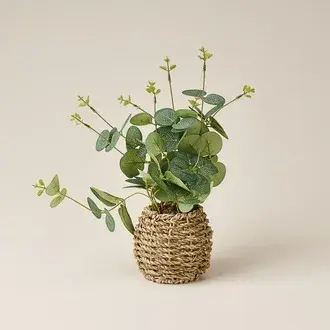 Evidea Deco Hasır Saksılı Okaliptüs - Yeşil - 25 cm