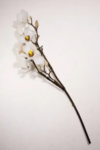 Manolya 61 Cm Krem