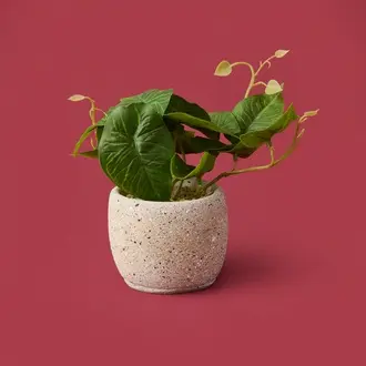 Objevi Saksıda Yapraklar - Asorti - 20x9x9 cm
