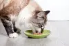 LaVital Tavuklu Kızılcık ve Kadife Çiçekli Kısırlaştırılmış Yetişkin Kedi Konservesi 85gr 11
