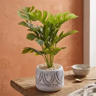 Objevi Beyaz Saksıda Deve Tabanı - Renkli - 13x38 cm