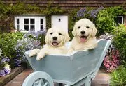 Anatolian 3310 Bahçıvan Köpekler 260 Parça Puzzle