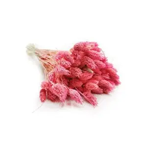 Pembe Kuşotu 65 Dal 45cm